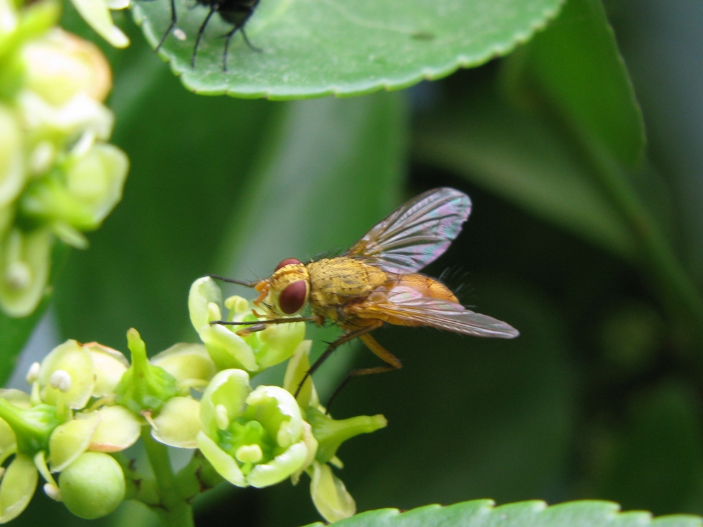 Tachinidae da determinare???